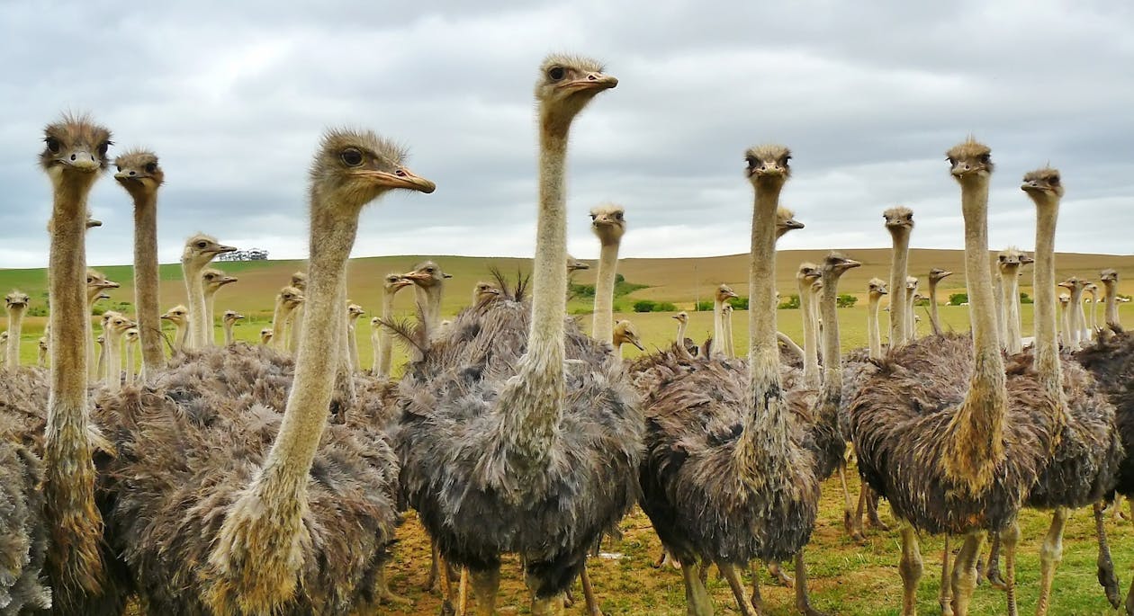 Grootste vogels ter wereld: de 10 grootste!