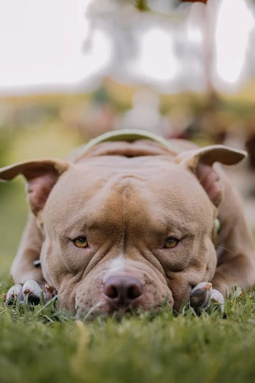Help, mijn hond eet gras, waarom is dat?