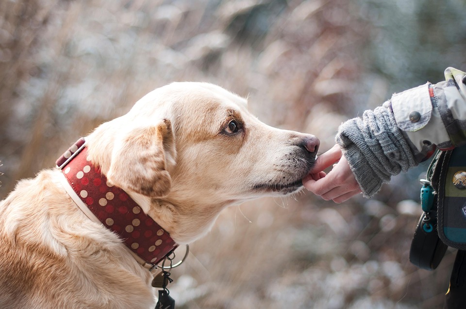 Het belang van je hond ontwormen