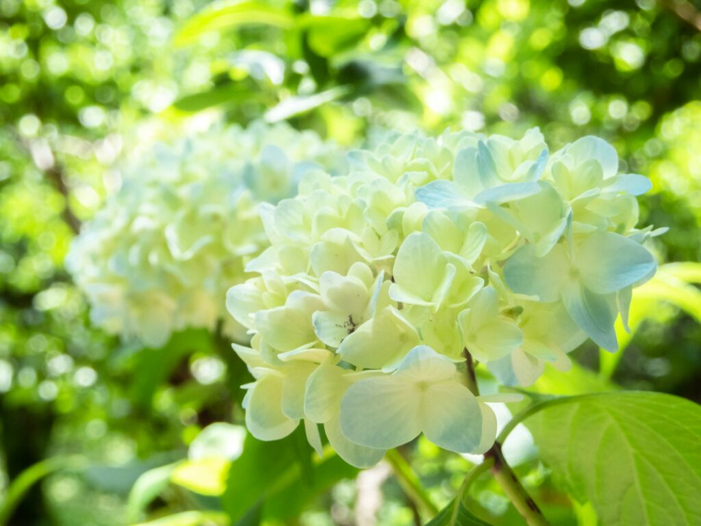 witte bloemen