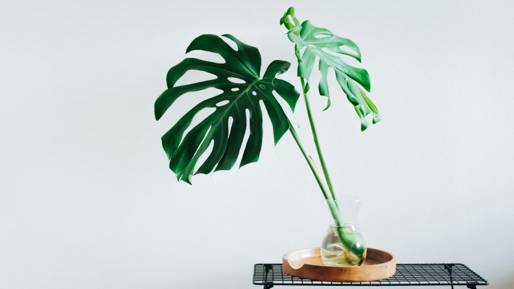 michaela-zakopcanikova-QpW_j62f9uw-unsplash