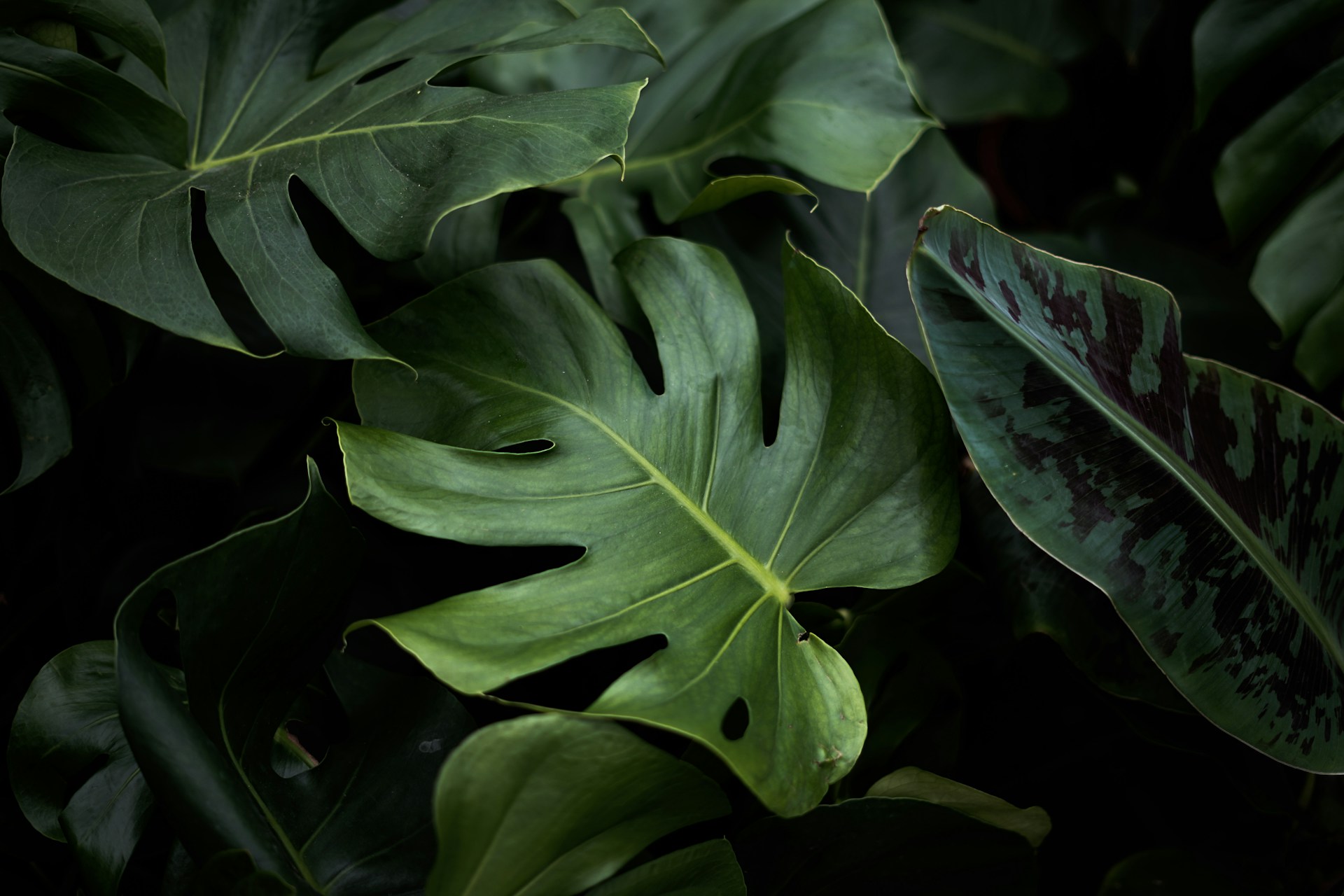 monstera-plant