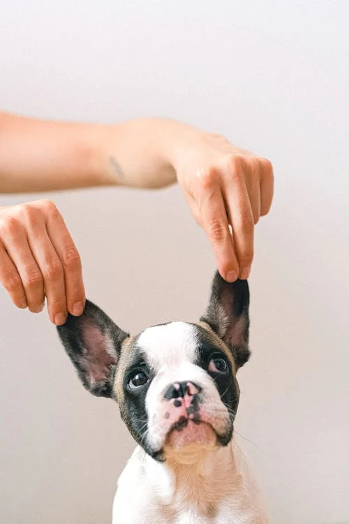 Oormijt bij je hond l Hoe kun je dit het beste behandelen?