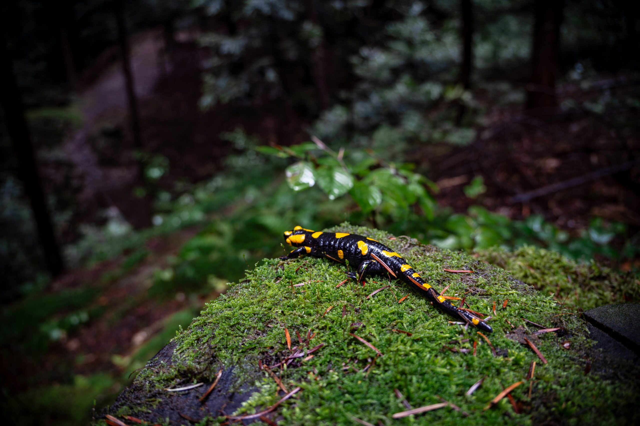 vuursalamander