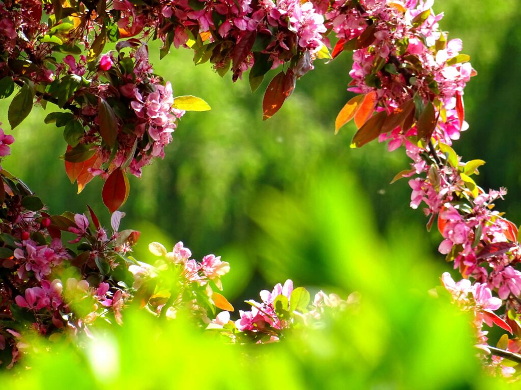 Paarse bloemen