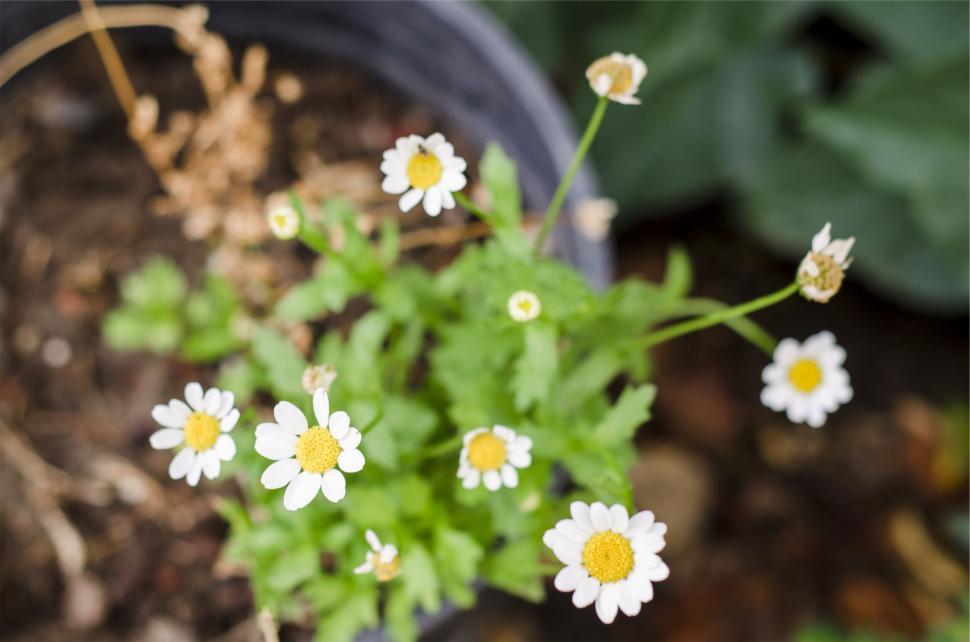 close-up-of-blooming-daisies