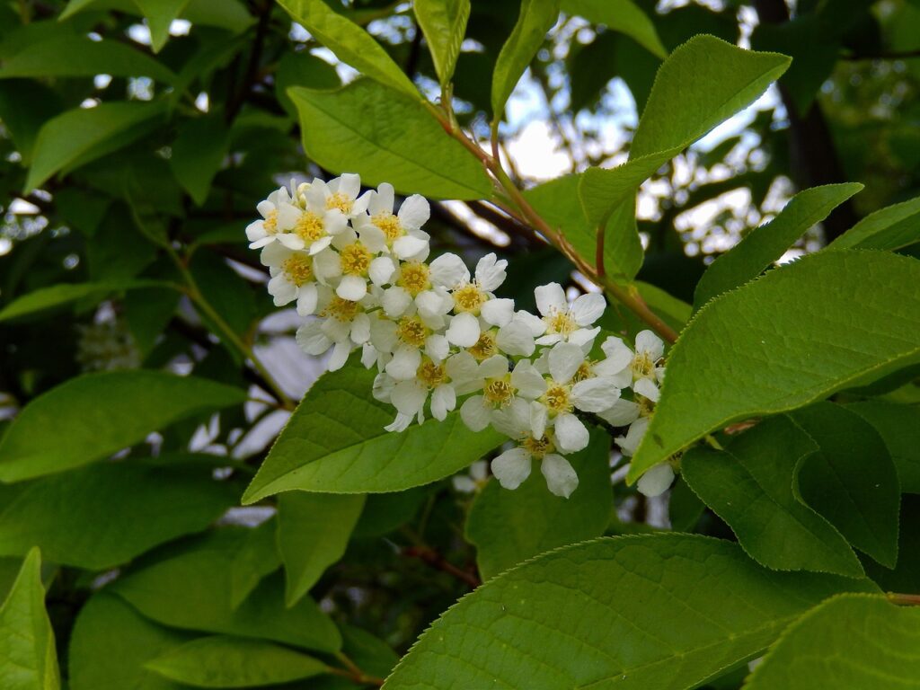 buddleja